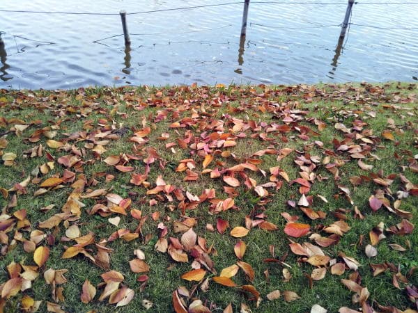 不忍池の秋