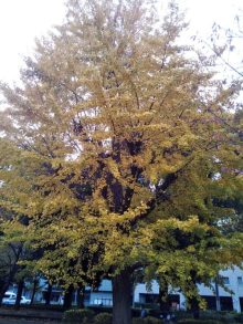 不忍池の銀杏の木