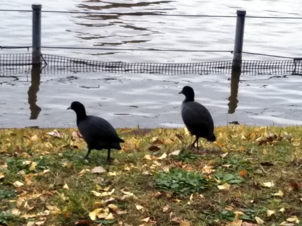 池之端の黒鳥