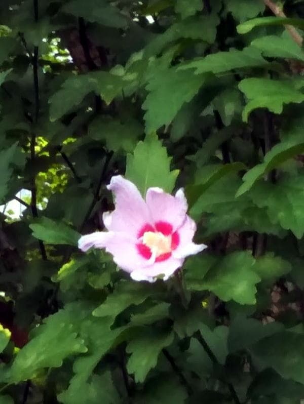 不忍池　夏の花