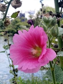 不忍池　夏の花