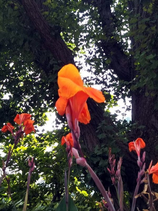 不忍池　夏の花