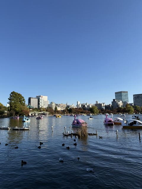 不忍池のボートと鳥