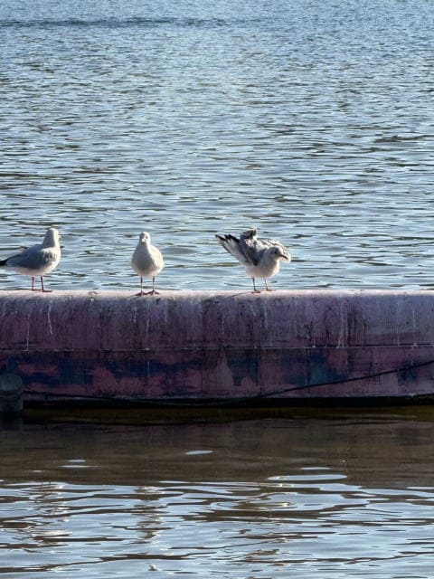 不忍池のボートと鳥