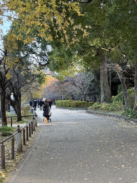 秋の不忍池は清々しくて