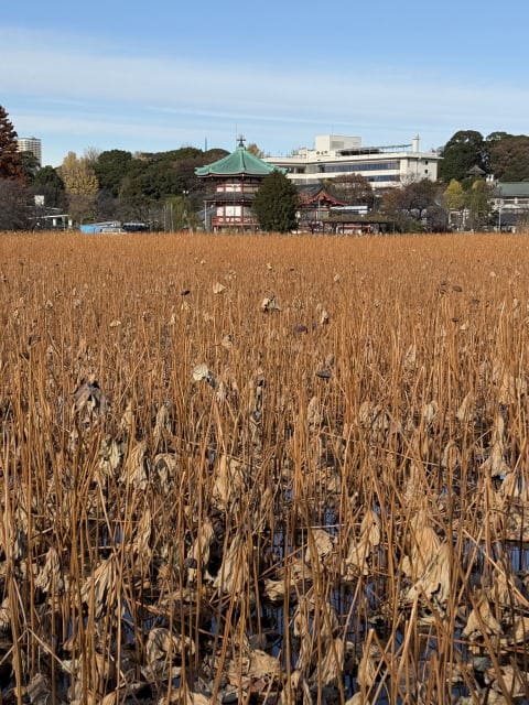 枯れた蓮が秋です