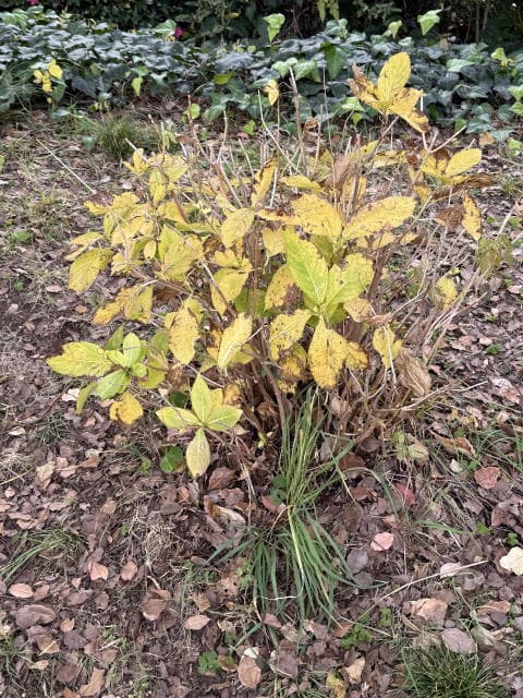 木は枯れ草花は落ち