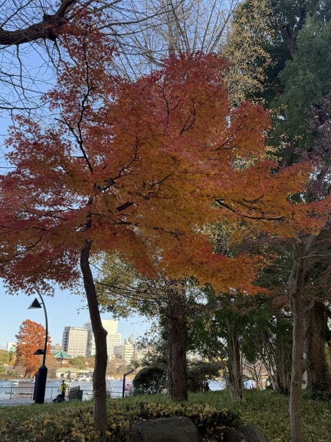 枯葉が風に舞う頃 