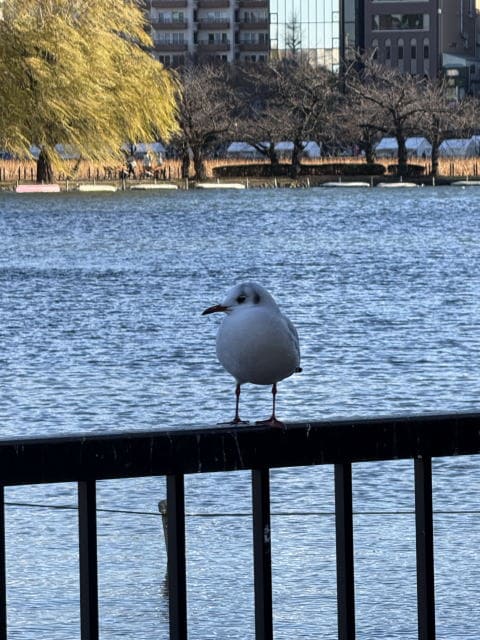 不忍池の鳥たち