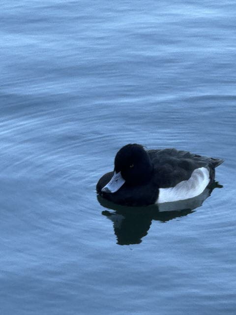 不忍池の鳥たち