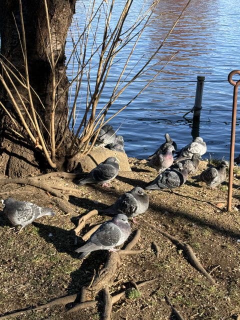 不忍池の鳥