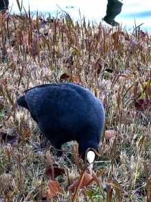 不忍池の鳥