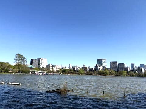 日差しが水面に反射して眩しい不忍池