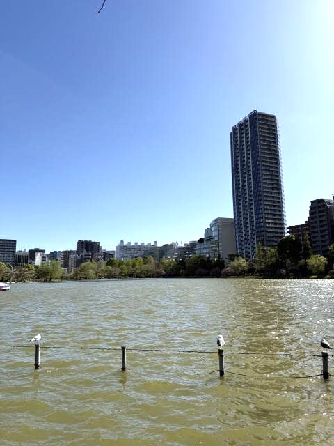 日差しが水面に反射して眩しい不忍池