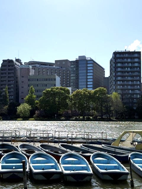 日差しが水面に反射して眩しい不忍池