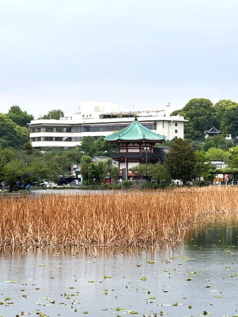 スワンボート天国