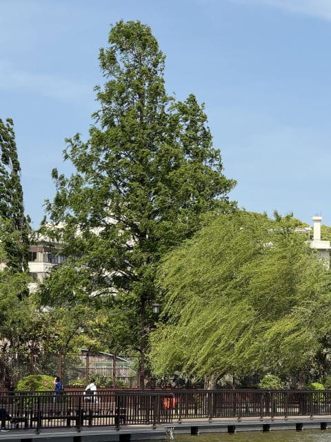 不忍池は風強し