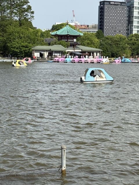 不忍池は風強し