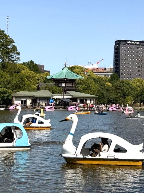スワンボート日和の不忍池