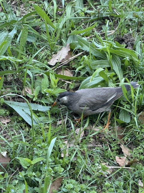 不忍池はのどかぁ～