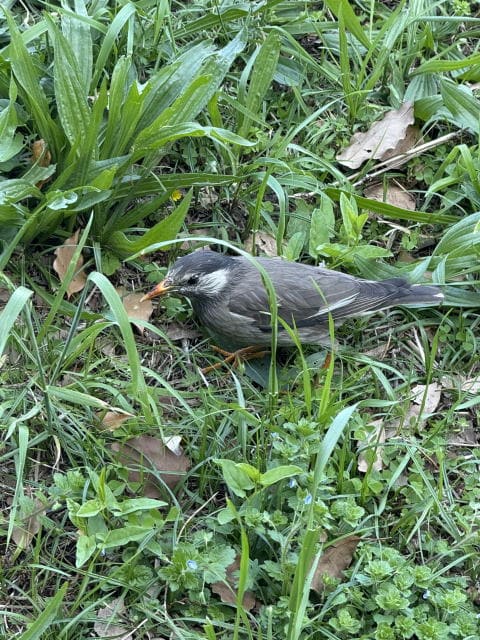 不忍池はのどかぁ～