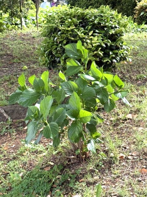 嵐の前の不忍池