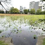 嵐の前の不忍池