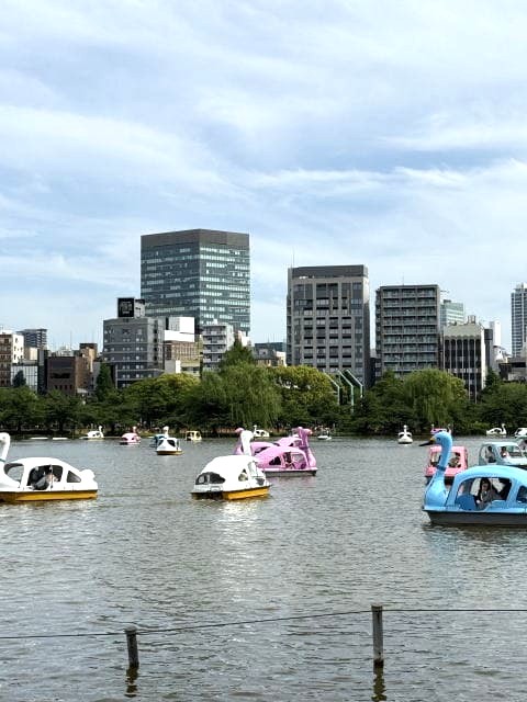 不忍池でみられる鳥たち