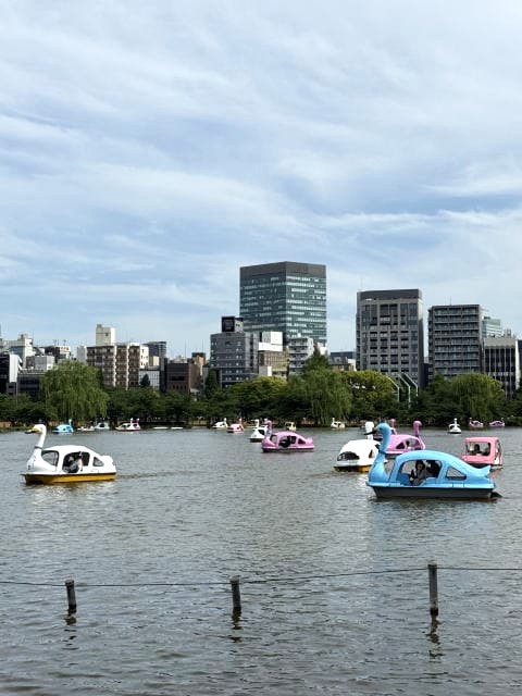 不忍池でみられる鳥たち