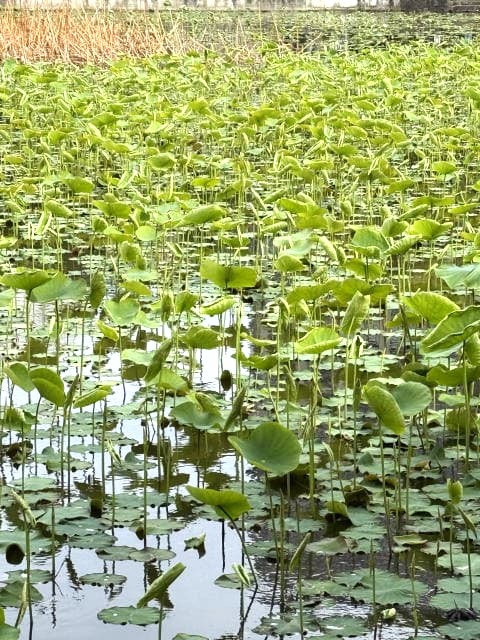 不忍池でみられる鳥たち