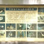不忍池でみられる鳥たち