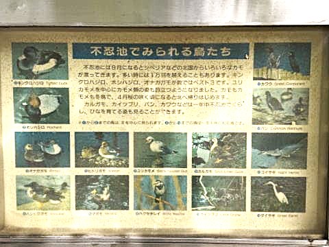 不忍池でみられる鳥たち