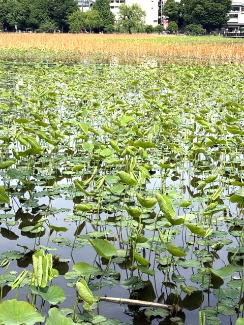 不忍池でみられる鳥たち