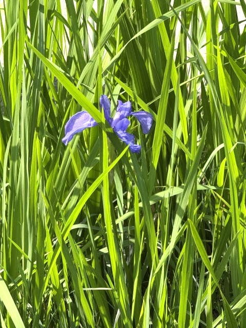 不忍池はしずかぁ～