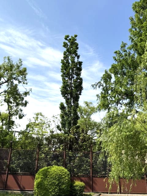長閑な不忍池