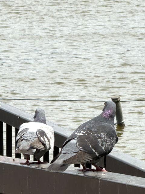 餌付け不忍池