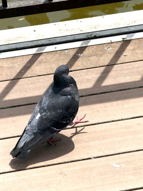 餌付け不忍池