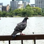 餌付け不忍池