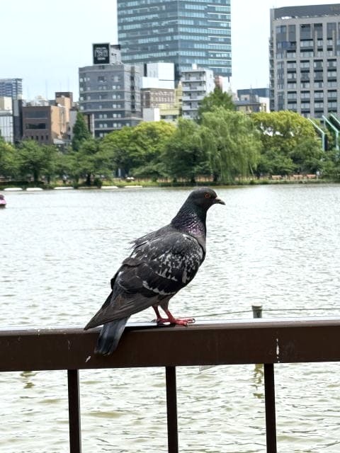 餌付け不忍池