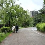 不忍池は雨と曇り