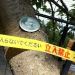 カンザン倒木2本