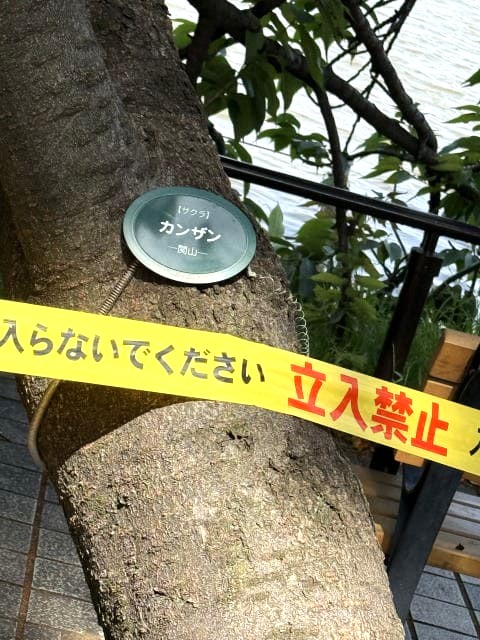 カンザン倒木2本