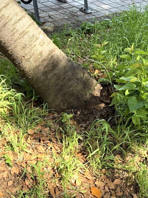カンザン倒木2本