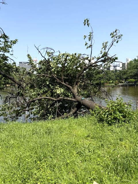 カンザン倒木2本