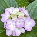 居心地満点 不忍池