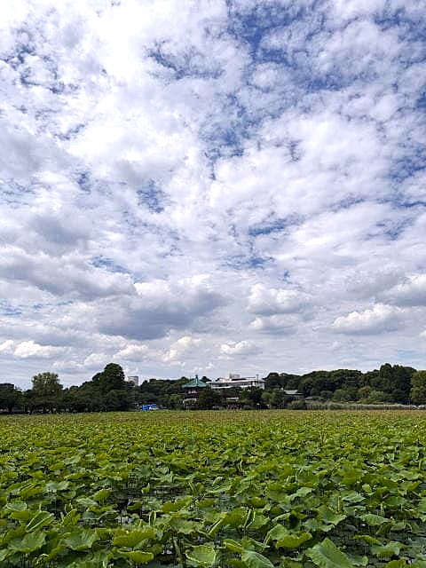 雨上がりの日の不忍池