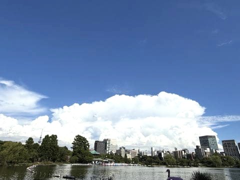 スワンボートも元気なく