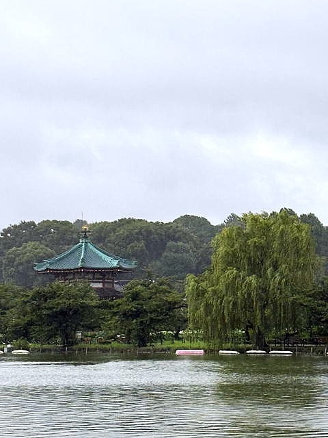不忍池の雨が降ったりやんだりで
