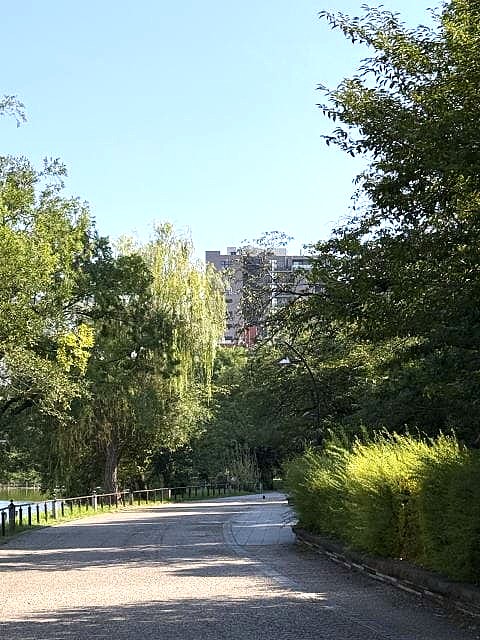 蝉の声 不忍池