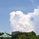 蝉の声 不忍池